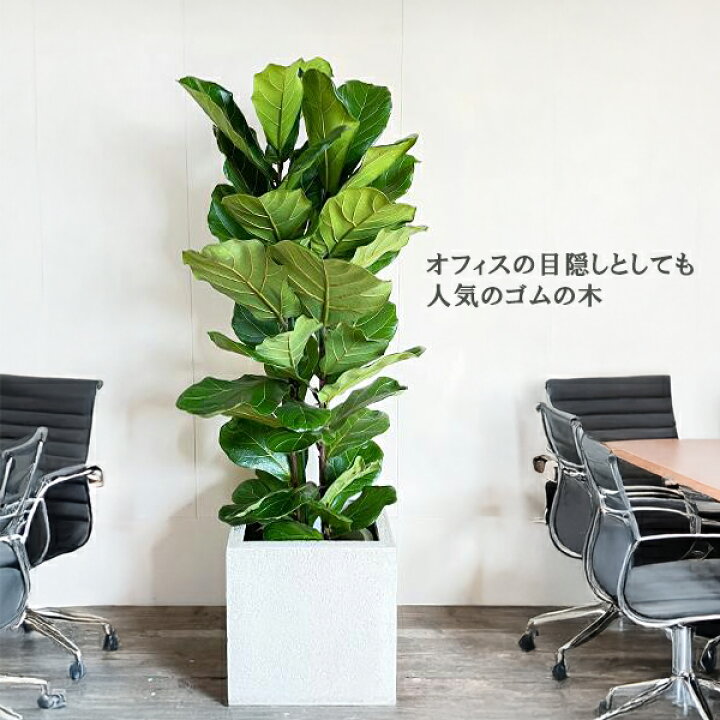 楽天市場】観葉植物 大型 カシワバゴム ゴムの木 フィカス リラータ 