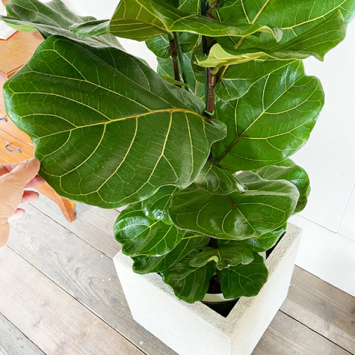 楽天市場】観葉植物 大型 カシワバゴム ゴムの木 フィカス リラータ 