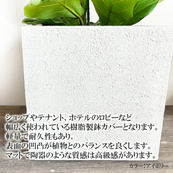 楽天市場】観葉植物 大型 カシワバゴム ゴムの木 フィカス リラータ 