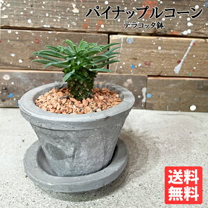 観葉植物 ソテツキリンの人気商品 通販 価格比較 価格 Com