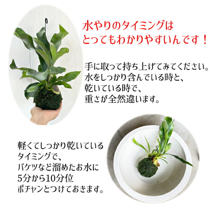 楽天市場 コウモリラン 苔玉仕立て ビカクシダ 送料無料 ハンギング 観葉植物 おしゃれ 吊り下げ ワイヤー インテリア 観葉植物のthe Green