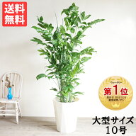 観葉植物 大型 高性チャメドレア ヤシの木 10号 法人送料無料 コウセイチャメドレア おしゃれ 尺鉢 大鉢 …