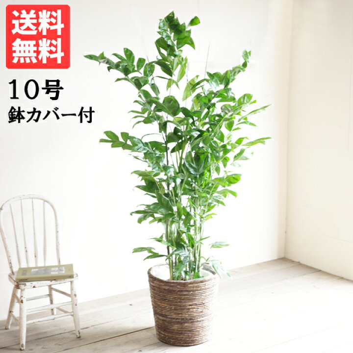 楽天市場 法人宛送料無料 高性チャメドレア ヤシの木 バナナリーフ鉢カバー付き 大サイズ 大鉢 10号鉢 観葉植物 大型 コウセイチャメドレア インテリア 花 ガーデン Diy 寒さに強い 観葉植物のthe Green 楽天市場 法人宛送料無料 高性チャメドレア ヤシの木 バナナリーフ鉢カバー付き 大サイズ 大鉢 10号鉢 観葉植物 大型 コウセイチャメドレア インテリア 花 ガーデン Diy 寒さに強い 観葉植物のthe Green
