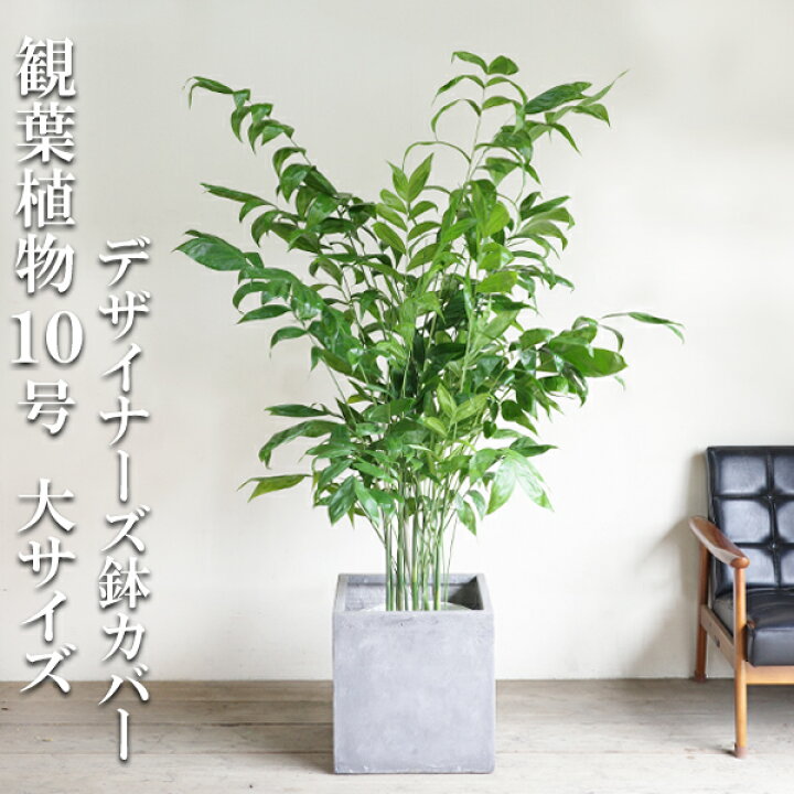 楽天市場】観葉植物 大型 法人宛送料無料 高性チャメドレア ヤシの木 