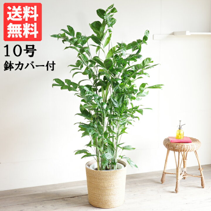 楽天市場 法人宛送料無料 高性チャメドレア ヤシの木 ナチュラル鉢カバー付き 大サイズ 大鉢 １０号鉢 観葉植物 大型 コウセイチャメドレア インテリア 花 ガーデン Diy 寒さに強い 観葉植物のthe Green
