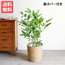 高性チャメドレア 8号 やわらかいかご付き 送料無料 ヤシの木 やしの木 観葉植物 おしゃれ 中型 大型 コウセイ チャメドレア インテリア 寒さに強い