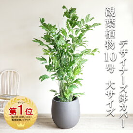 観葉植物 大型 法人宛送料無料 高性チャメドレア ヤシの木 大サイズ バルーン型 デザイナーズ 高級鉢カバー付 ブラック 10号鉢 コウセイチャメドレア インテリア 花 ガーデン DIY 寒さに強い