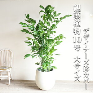 ϗtA ^ @l `hA V̖ TCY o[^ fUCi[Y Jo[t zCg 10 REZC`hA CeA  K[f DIY ɋ