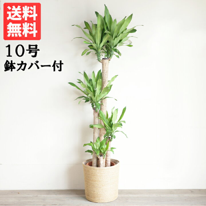 楽天市場】観葉植物 大型 法人宛送料無料 幸福の木 やわらかいかご付 