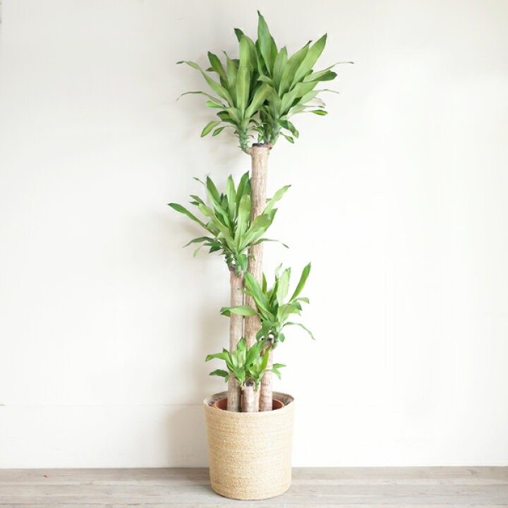 楽天市場】観葉植物 大型 法人宛送料無料 幸福の木 やわらかいかご付 