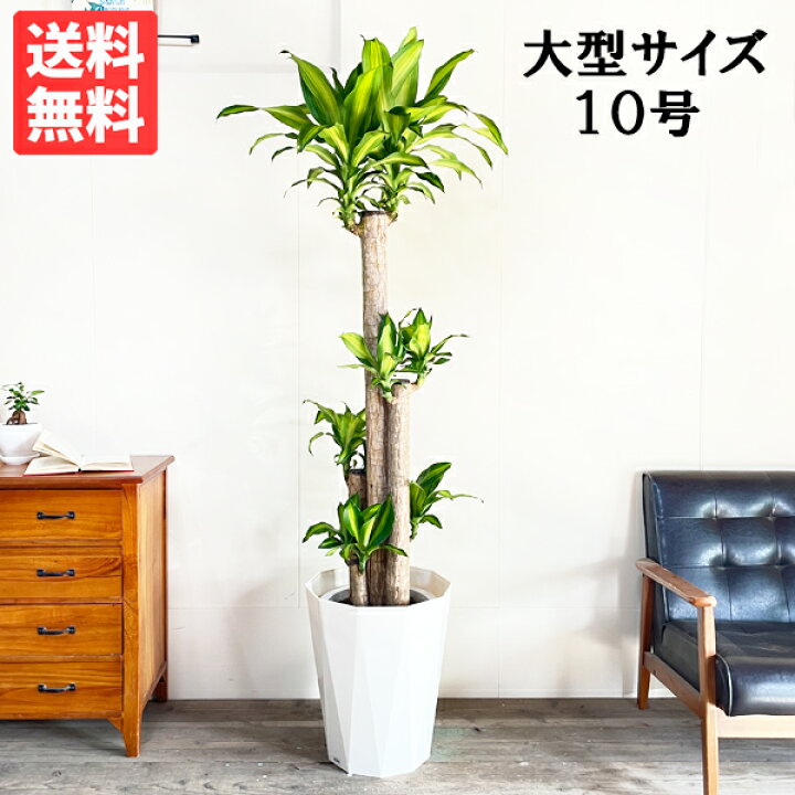 楽天市場】観葉植物 大型 幸福の木 マッサン ドラセナ 10号 法人様送料 