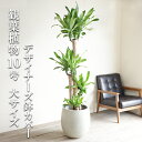 観葉植物 大型 幸福の木 マッサン 1番大きいサイズです。 10号 バルーン型 デザイナーズ 高級鉢カバー付 ホワイト 法人様送料無料 プレミアム おしゃれ 尺鉢 大鉢 10号鉢 大サイズ 大きいサイズ インテリア 鉢カバー付き 商売繁盛