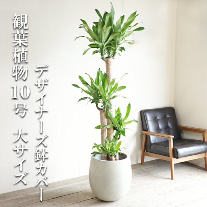 楽天市場】観葉植物 大型 幸福の木 マッサン 1番大きいサイズです 