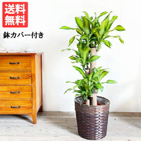 マッサン 幸福の木 8号 鉢カバー付き 送料無料 ドラセナ 観葉植物 中型 大型 インテリア 商売繁盛