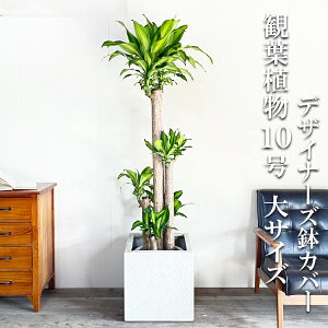 ϗtA ^ K̖ }bT 1ԑ傫TCYłB 10 L[u^ fUCi[Y Jo[t zCg @ll v~A  ڔ 唫 10 TCY 傫TC