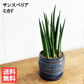 観葉植物 小さい サンスベリア 育てやすい お手入れかんたん 藍色の陶器鉢植え bonsaibowl ブルー 卓上サイズ 本物 サンセベリア バキュラリス ミカド 送料無料 ミニサイズ 小型 インテリア