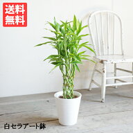 ミリオンバンブー 幸運の竹 6号 ホワイト セラアート鉢 送料無料 ドラセナ サンデリアーナ 観葉植物 おし…