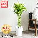 ミリオンバンブー 幸運の竹 8号 ホワイト セラアート鉢 送料無料 ドラセナ サンデリアーナ 観葉植物 おしゃれ 中型 大型 ラッキーバンブー インテリア 商売繁盛