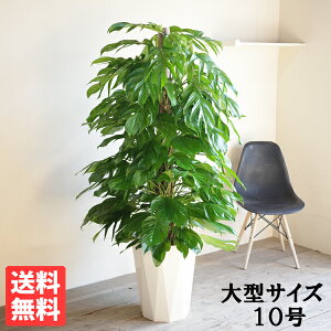 観葉植物 10号 モンステラ」の人気商品一覧 | 安い商品を通販サイト 