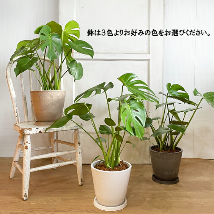 楽天市場】モンステラ 6号 ボタニープランター植え 送料無料 観葉植物 
