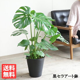 モンステラ 8号 ブラック セラアート鉢 送料無料 観葉植物 おしゃれ 中型 大型 インテリア 花 ガーデン DIY