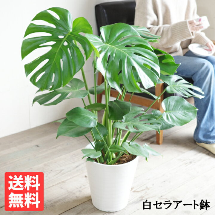 楽天市場】モンステラ 8号 ホワイト セラアート鉢 送料無料 観葉植物  