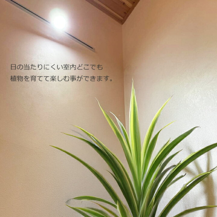 楽天市場 観葉植物 育成ライト Plants Nexlight 園芸店が使うライト Led 室内ライト 新商品 ライト 省エネ 育成 E26 Plantsnexlight プランツネクスライト ネクスライト 送料無料 観葉植物のthe Green