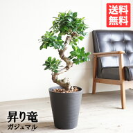 昇り龍樹形 ガジュマル 幸せを呼ぶ多幸の木 黒セラアート鉢植え ねじり 曲がり S字 送料無料 観葉植物 中…