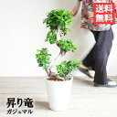 昇り龍樹形 ガジュマル 幸せを呼ぶ多幸の木 白セラアート鉢植え ねじり 曲がり S字 送料無料 観葉植物 中型 小型 フィカス ゴムの木 インテリア ガジュマロ 昇り竜 商売繁盛