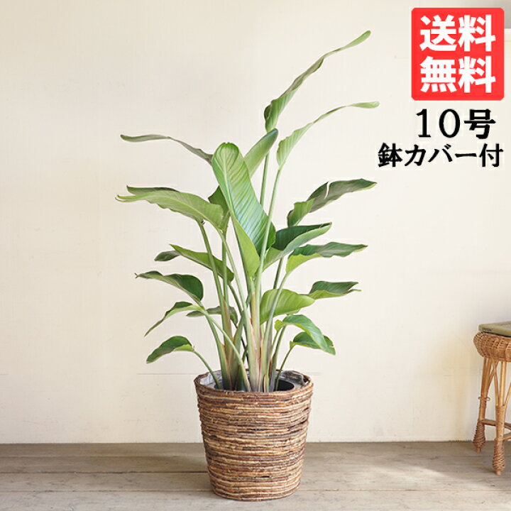 楽天市場】観葉植物 大型 オーガスタ 10号 法人様送料無料 バナナ 