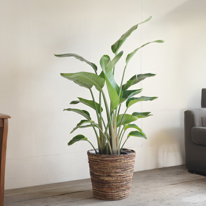 楽天市場】観葉植物 大型 オーガスタ 10号 法人様送料無料 バナナ 