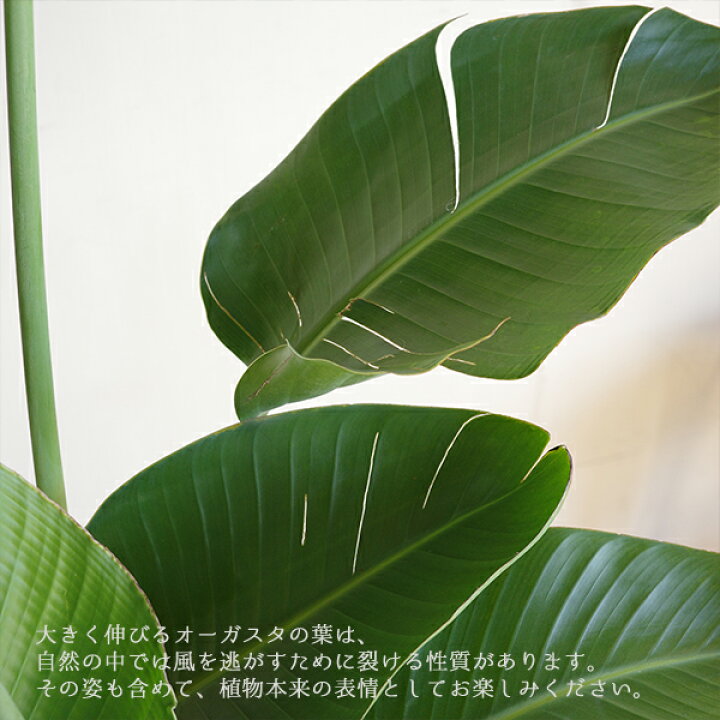 楽天市場】観葉植物 大型 オーガスタ 10号 法人様送料無料 バナナ 
