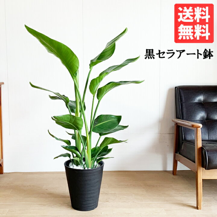 楽天市場 オーガスタ 8号 ブラックセラアート鉢植え ストレリチア 送料無料 観葉植物 中型 大型 インテリア ストレチア オーガスタ オガスタ 観葉植物のthe Green