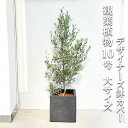 観葉植物 大型 オリーブ キューブ型 デザイナーズ 高級鉢カバー付 ブラック 10号鉢 法人様送料無料 鉢植え おしゃれ オリーブの木 販売 結婚式 記念樹 寒さに強い