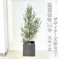 楽天市場】オリーブ の 木 大型の通販