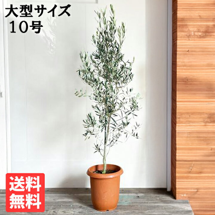 楽天市場 オリーブ 10号鉢 法人様送料無料 庭木 鉢植え 観葉植物 おしゃれ インテリア 大型 オリーブの木 販売 結婚式 記念樹 寒さに強い 観葉植物のthe Green