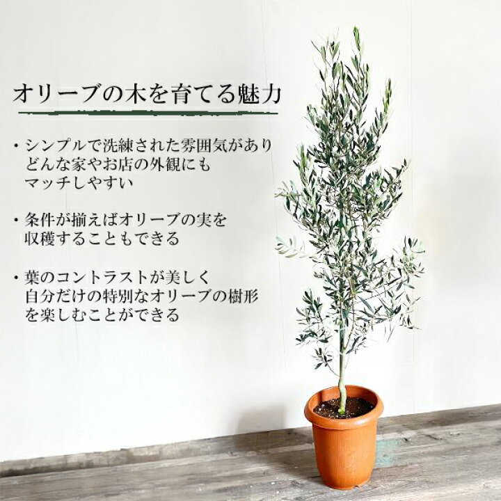 楽天市場】観葉植物 大型 オリーブ 10号鉢 法人様送料無料 庭木 鉢植え 