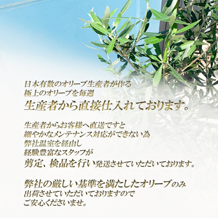 楽天市場 オリーブ 10号鉢 法人様送料無料 庭木 鉢植え 観葉植物 おしゃれ インテリア 大型 オリーブの木 販売 結婚式 記念樹 寒さに強い 観葉植物のthe Green