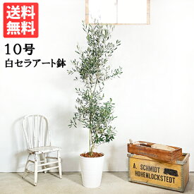 観葉植物 大型 オリーブ ホワイトセラアート鉢 10号鉢 法人様送料無料 庭木 鉢植え おしゃれ インテリア オリーブの木 販売 結婚式 記念樹 寒さに強い