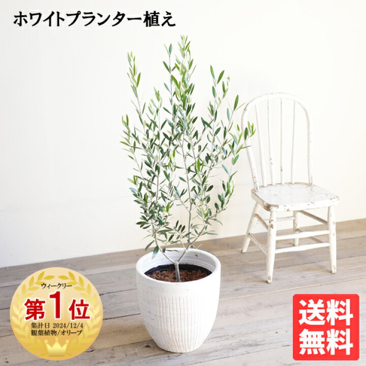 楽天市場】観葉植物 オリーブの木 オリーブ ホワイトプランター 選べる 