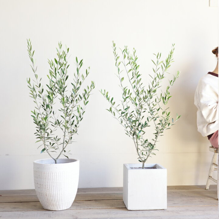 楽天市場】観葉植物 オリーブの木 オリーブ ホワイトプランター 選べる 
