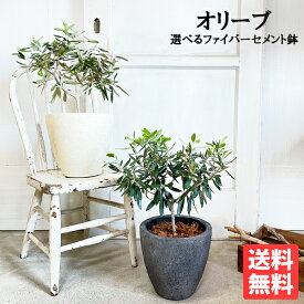 夫婦の木 結婚式 オリーブ オリーブの木 エッグプランター 植樹式 送料無料 鉢植え 観葉植物 おしゃれ インテリア 中型 オリーブの木 寒さに強い ウエディング 植樹 記念樹