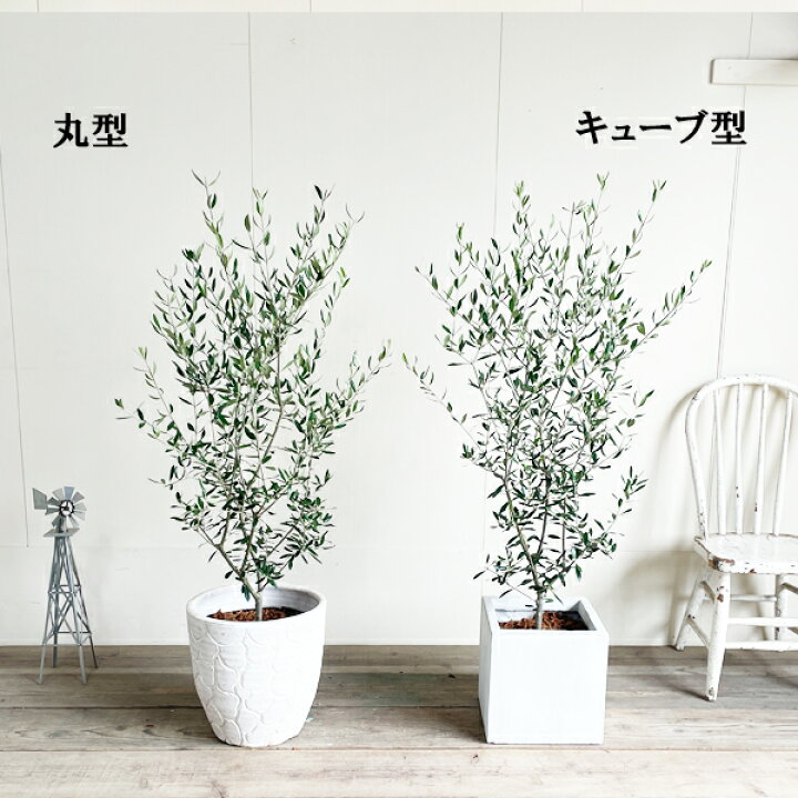 楽天市場 オリーブ 選べるホワイトカラーポット 送料無料 鉢植え 観葉植物 バルコニー テラス ベランダ おしゃれ インテリア 中型 大型 オリーブの木 販売 結婚式 記念樹 寒さに強い 花 ガーデン Diy 楽天 通販 ギフト プレゼント 観葉植物のthe Green 楽天市場 オリーブ 選べるホワイトカラーポット 送料無料 鉢植え 観葉植物 バルコニー テラス ベランダ おしゃれ インテリア 中型 大型 オリーブの木 販売 結婚式 記念樹 寒さに強い 花 ガーデン Diy 楽天 通販 ギフト プレゼント 観葉植物のthe Green