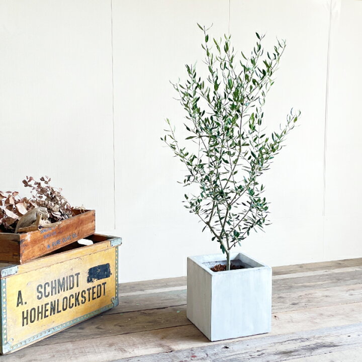 楽天市場 オリーブ 選べるホワイトカラーポット 送料無料 鉢植え 観葉植物 バルコニー テラス ベランダ おしゃれ インテリア 中型 大型 オリーブの木 販売 結婚式 記念樹 寒さに強い 花 ガーデン Diy 楽天 通販 ギフト プレゼント 観葉植物のthe Green