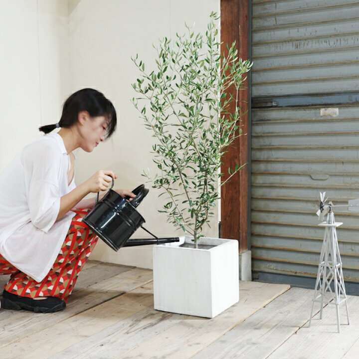 楽天市場 オリーブ 選べるホワイトカラーポット 送料無料 鉢植え 観葉植物 バルコニー テラス ベランダ おしゃれ インテリア 中型 大型 オリーブの木 販売 結婚式 記念樹 寒さに強い 花 ガーデン Diy 楽天 通販 ギフト プレゼント 観葉植物のthe Green