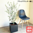 観葉植物 オリーブの木 オリーブ 黒色キューブ植え 送料無料 鉢植え オリーブ 玄関 テラス ベランダ おしゃれ インテリア 中型 結婚式 記念樹 寒さに強い 花 ガーデン DIY 楽天 通販 ギフト プレゼント育てやすい 御祝 開店祝 開業祝 新築祝 引っ越し祝い