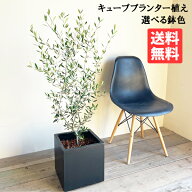 観葉植物 オリーブの木 オリーブ 選べる鉢色 ブラック ホワイト キューブ型 ファイバークレイ 送料無料 …
