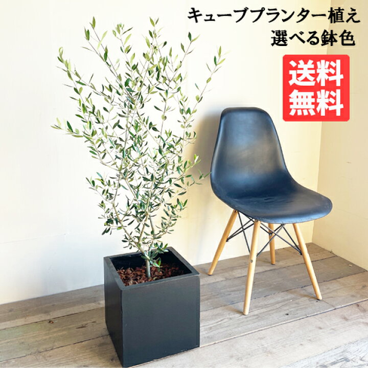 楽天市場】観葉植物 オリーブの木 オリーブ 選べる鉢色 ブラック 