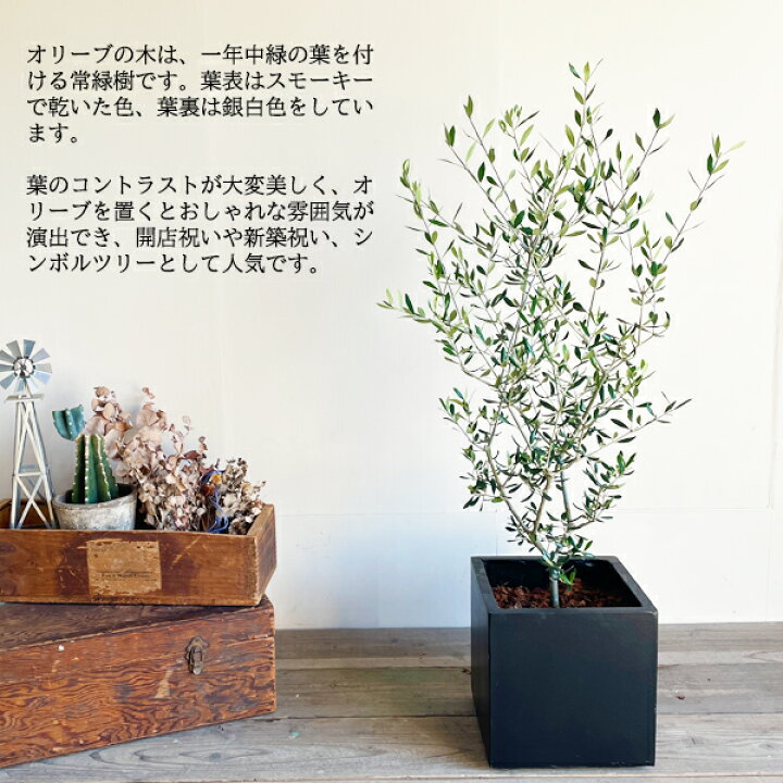 楽天市場】観葉植物 オリーブの木 オリーブ 選べる鉢色 ブラック 