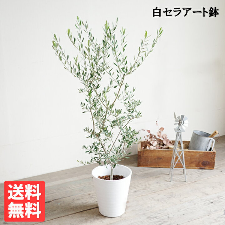 楽天市場 オリーブ オリーブの木 ホワイトセラアート鉢 8号鉢 送料無料 庭木 鉢植え 観葉植物 おしゃれ インテリア 中型 大型 オリーブの木 販売 結婚式 記念樹 寒さに強い 観葉植物のthe Green 楽天市場 オリーブ オリーブの木 ホワイトセラアート鉢 8号鉢 送料無料 庭木 鉢植え 観葉植物 おしゃれ インテリア 中型 大型 オリーブの木 販売 結婚式 記念樹 寒さに強い 観葉植物のthe Green